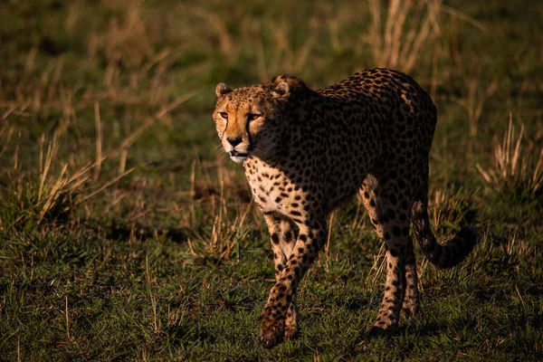 Guépard Dans Réserve Nationale Masai Mara — Photo