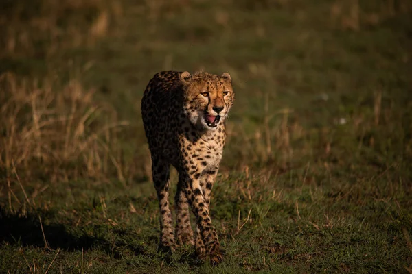 Geparden Masai Mara Nationalpark — Stockfoto