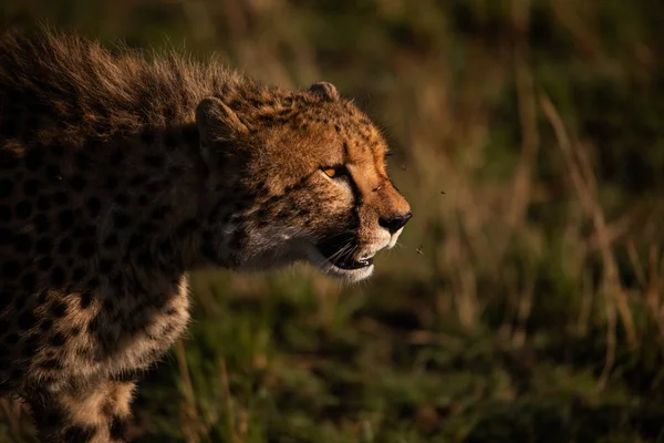 Cheetah Masai Mara National Reserve — Stock Photo, Image