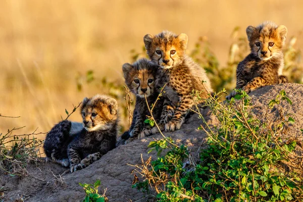 Cheetah Masai Mara Nationella Reserv — Stockfoto