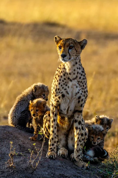 Guepardo Reserva Nacional Masai Mara —  Fotos de Stock