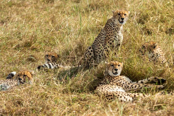 Gepard Národní Rezervaci Masai Mara — Stock fotografie