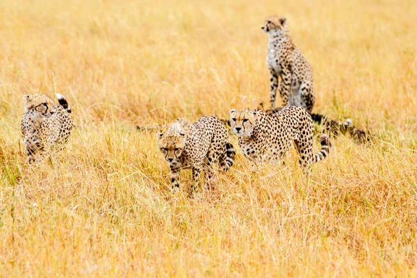 Guépard Dans Réserve Nationale Masai Mara — Photo