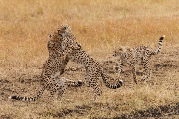 Gepard Národní Rezervaci Masai Mara — Stock fotografie