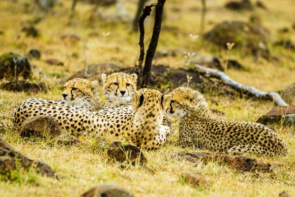 Cheetah Masai Mara National Reserve — Stock Photo, Image