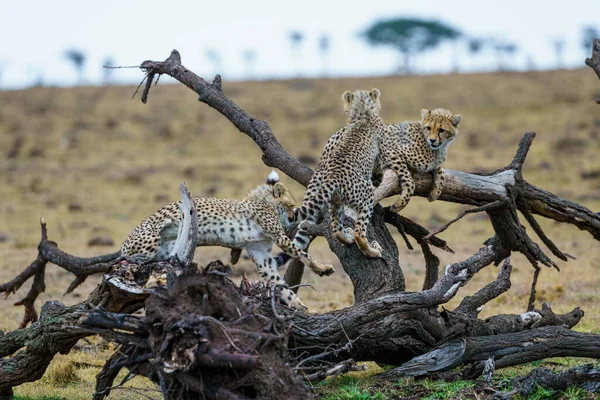 Guépard Dans Réserve Nationale Masai Mara — Photo