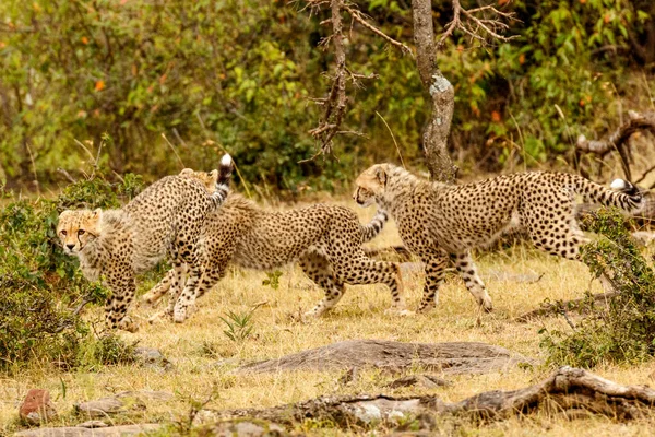 Geparden Masai Mara Nationalpark — Stockfoto