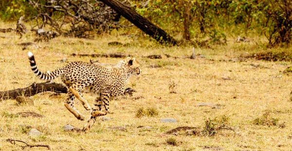 Chita Masai Mara Reserva Nacional — Fotografia de Stock