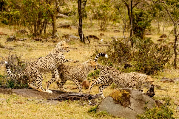 Gepard Národní Rezervaci Masai Mara — Stock fotografie