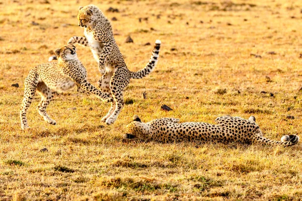 Guépard Dans Réserve Nationale Masai Mara — Photo