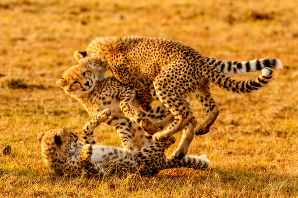 Guépard Dans Réserve Nationale Masai Mara — Photo