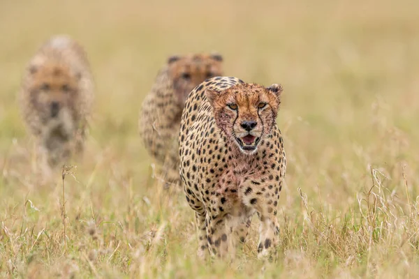 Cheetah Masai Mara National Reserve — Stock Photo, Image