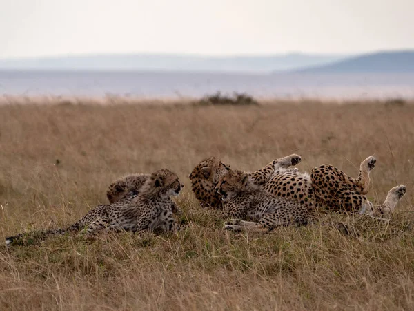 Chita Masai Mara Reserva Nacional — Fotografia de Stock