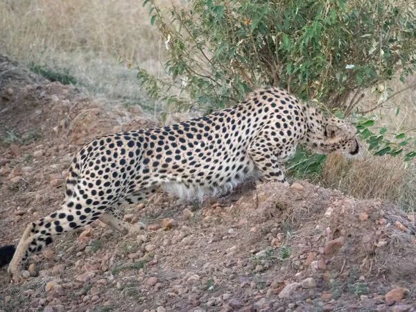 Gepard Národní Rezervaci Masai Mara — Stock fotografie