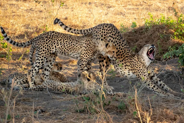 Gepard Národní Rezervaci Masai Mara — Stock fotografie