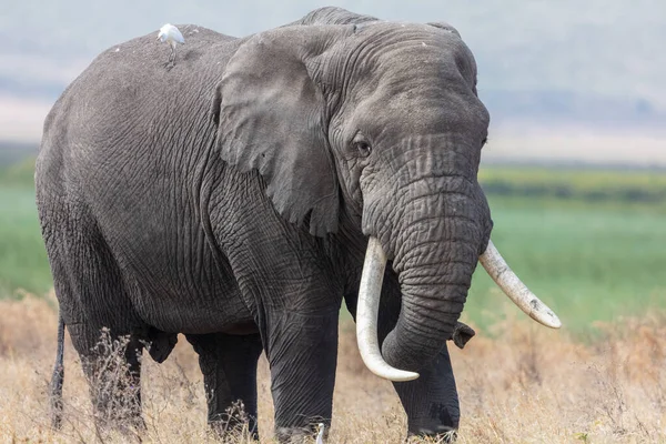 Herd Elephants Africa Περπατώντας Μέσα Από Γρασίδι Στο Εθνικό Πάρκο — Φωτογραφία Αρχείου