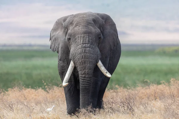 Herd Van Olifanten Afrika Loopt Door Het Gras Tarangire National — Stockfoto