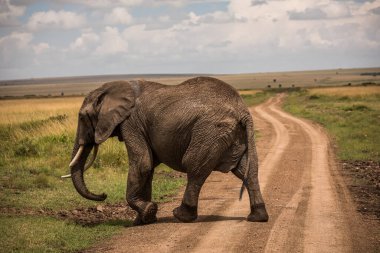 Afrika 'daki fil sürüsü Tarangire Ulusal Parkı' ndaki çimlerde yürüyor