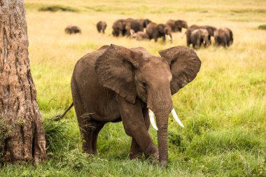 Afrika 'daki fil sürüsü Tarangire Ulusal Parkı' ndaki çimlerde yürüyor