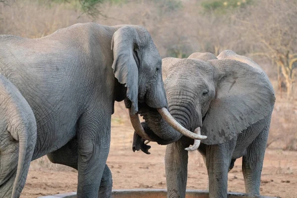 Manada Elefantes África Caminando Través Hierba Parque Nacional Tarangire — Foto de Stock