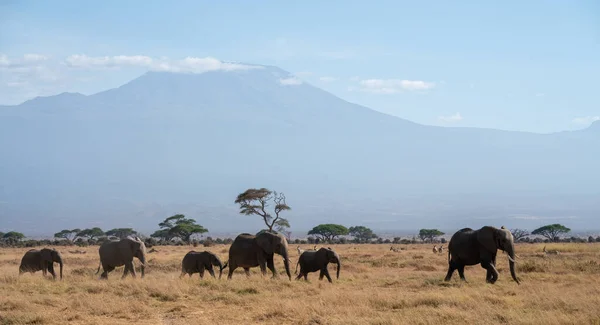 Африці Стадо Слонів Прогулюється Траві Національному Парку Тарангіре — стокове фото