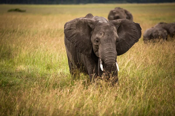 Hjord Elefanter Afrika Vandrar Genom Gräset Tarangire Nationalpark — Stockfoto