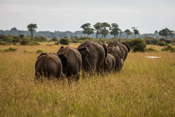 Mandria Elefanti Africa Piedi Attraverso Erba Nel Parco Nazionale Tarangire — Foto Stock