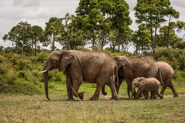 Manada Elefantes África Caminando Través Hierba Parque Nacional Tarangire —  Fotos de Stock