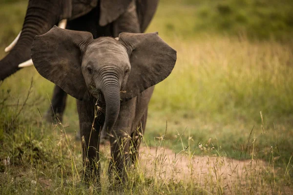 Elefántcsorda Afrikában Sétál Fűben Tarangire Nemzeti Parkban — Stock Fotó