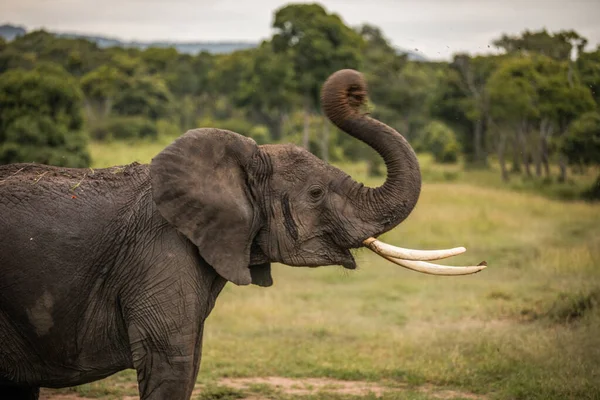 Hjord Elefanter Afrika Vandrar Genom Gräset Tarangire Nationalpark — Stockfoto
