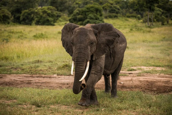 Hjord Elefanter Afrika Vandrar Genom Gräset Tarangire Nationalpark — Stockfoto