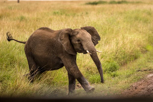 Hjord Elefanter Afrika Vandrar Genom Gräset Tarangire Nationalpark — Stockfoto