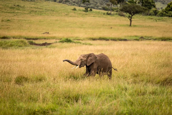 Hjord Elefanter Afrika Vandrar Genom Gräset Tarangire Nationalpark — Stockfoto