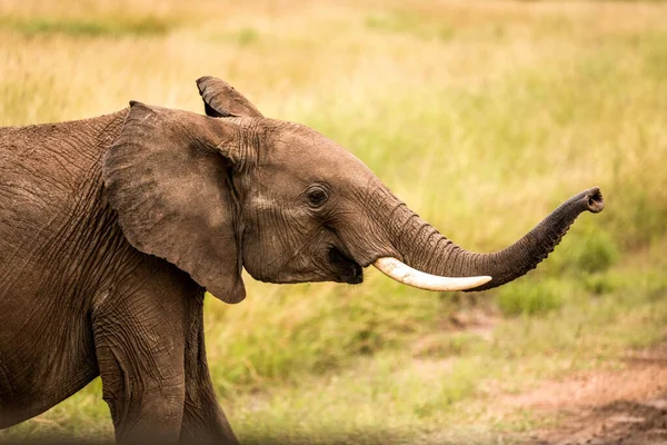 Hjord Elefanter Afrika Vandrar Genom Gräset Tarangire Nationalpark — Stockfoto