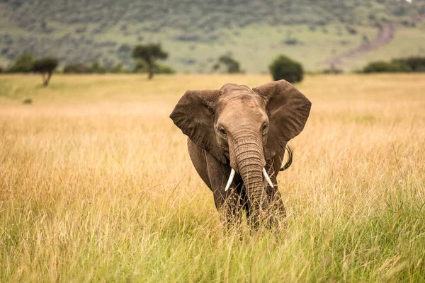 Hjord Elefanter Afrika Vandrar Genom Gräset Tarangire Nationalpark — Stockfoto