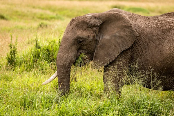 Hjord Elefanter Afrika Vandrar Genom Gräset Tarangire Nationalpark — Stockfoto