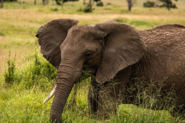 Afrika 'daki fil sürüsü Tarangire Ulusal Parkı' ndaki çimlerde yürüyor