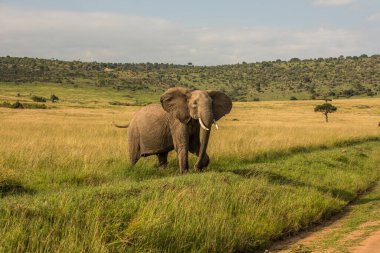 Afrika 'daki fil sürüsü Tarangire Ulusal Parkı' ndaki çimlerde yürüyor