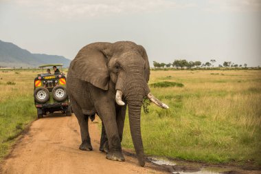 Afrika 'daki fil sürüsü Tarangire Ulusal Parkı' ndaki çimlerde yürüyor