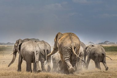 Afrika 'daki fil sürüsü Tarangire Ulusal Parkı' ndaki çimlerde yürüyor