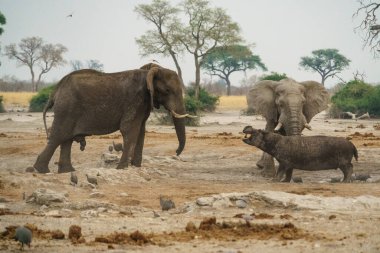 Afrika 'daki fil sürüsü Tarangire Ulusal Parkı' ndaki çimlerde yürüyor