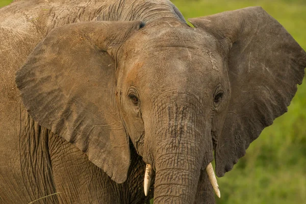 Hjord Elefanter Afrika Vandrar Genom Gräset Tarangire Nationalpark — Stockfoto