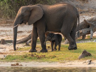 Afrika 'daki fil sürüsü Tarangire Ulusal Parkı' ndaki çimlerde yürüyor
