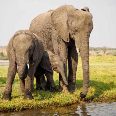 Afrika 'daki fil sürüsü Tarangire Ulusal Parkı' ndaki çimlerde yürüyor