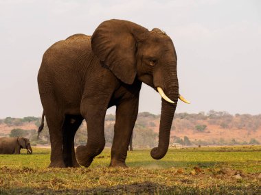 Afrika 'daki fil sürüsü Tarangire Ulusal Parkı' ndaki çimlerde yürüyor