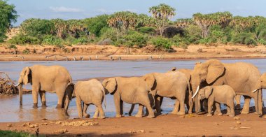 Afrika 'daki fil sürüsü Tarangire Ulusal Parkı' ndaki çimlerde yürüyor