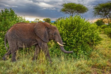 Afrika 'daki fil sürüsü Tarangire Ulusal Parkı' ndaki çimlerde yürüyor