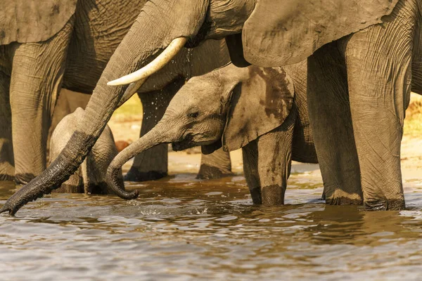 Elefantenherde Afrika Spaziert Durch Das Gras Tarangire Nationalpark — Stockfoto