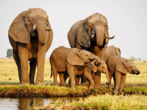 Африці Стадо Слонів Прогулюється Траві Національному Парку Тарангіре — стокове фото