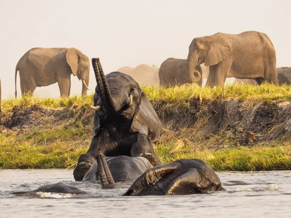 Afrika Daki Fil Sürüsü Tarangire Ulusal Parkı Ndaki Çimlerde Yürüyor — Stok fotoğraf